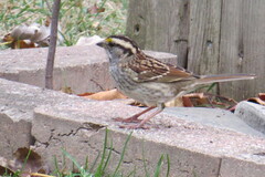 Zonotrichia albicollis