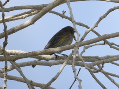 Setophaga coronata