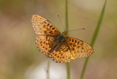 Boloria euphrosyne
