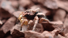 Aelurillus v-insignitus