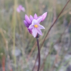 Sowerbaea juncea