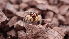 Aelurillus v-insignitus