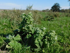 Salvia aethiopis