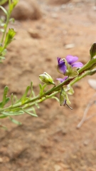 Polygala producta