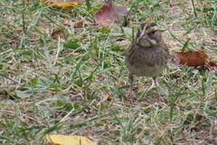 Zonotrichia albicollis