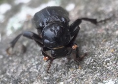 Nicrophorus humator
