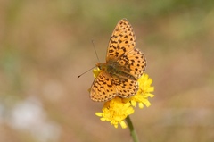 Boloria euphrosyne