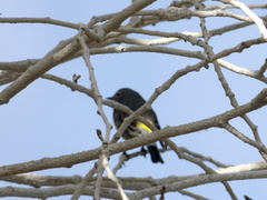Setophaga coronata