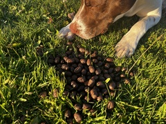 Odocoileus virginianus