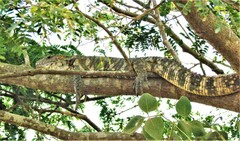 Dracaena paraguayensis