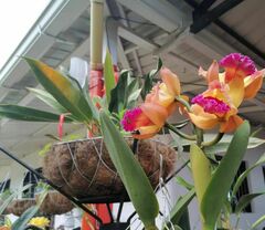Cattleya trianae