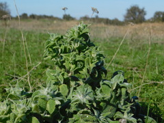Salvia aethiopis