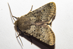 Ichneutica moderata