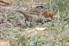 Zonotrichia albicollis