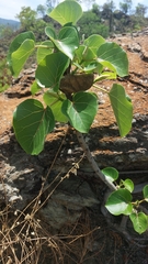 Ficus abutilifolia
