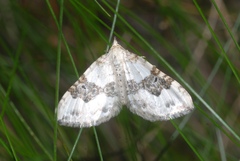 Xanthorhoe montanata