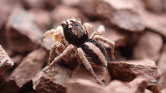 Aelurillus v-insignitus