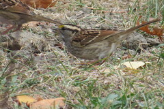 Zonotrichia albicollis