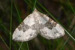 Xanthorhoe montanata
