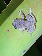 Pristimantis relictus