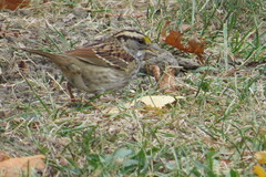Zonotrichia albicollis