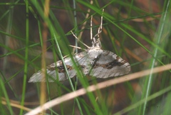 Xanthorhoe montanata