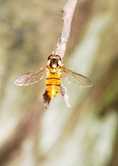 Episyrphus