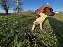 Odocoileus virginianus