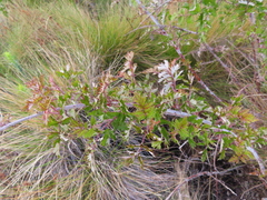 Rubus ludwigii