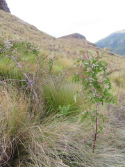 Rubus ludwigii