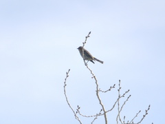 Setophaga coronata auduboni