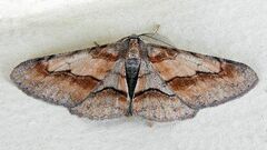 Stenoporpia macdunnoughi