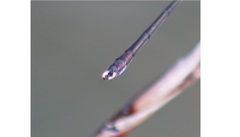 Chalcolestes parvidens