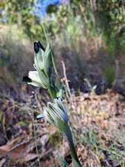 Chloraea bletioides