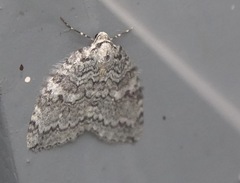 Epirrita dilutata