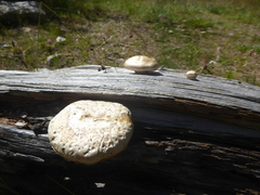 Hemipholiota populnea