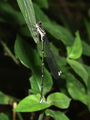 Allocnemis leucosticta
