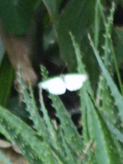 Leptophobia aripa