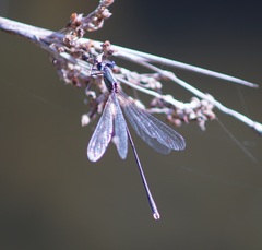 Chalcolestes parvidens