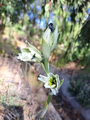 Chloraea bletioides