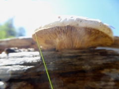Hemipholiota populnea