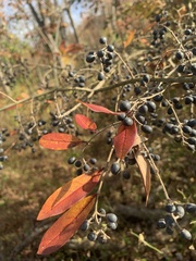 Ligustrum obtusifolium