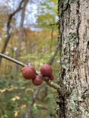 Disholcaspis globosa