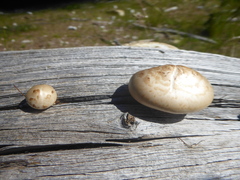 Hemipholiota populnea