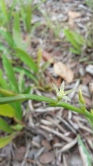 Oxygonum dregeanum
