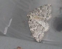Epirrita dilutata