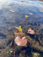 Nymphaea odorata