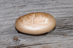 Hemipholiota populnea