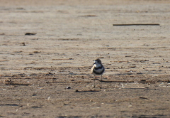 Charadrius falklandicus