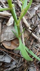 Oxygonum dregeanum